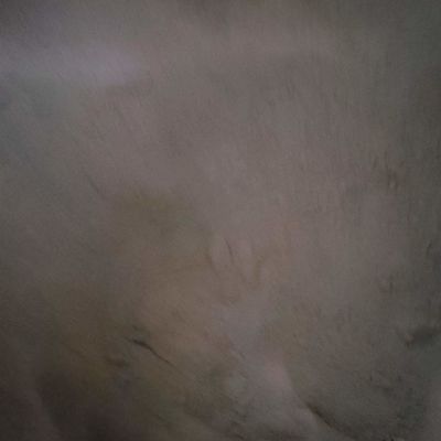 Γεύμα αίματος σκονών ζωοτροφών κυττάρων αίματος παπιών για την πρωτεϊνική σκόνη τροφών πουλερικών