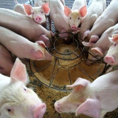 Ξηρός κόκκος σκονών αιμογλοβίνης πρόσθετων ουσιών ζωοτροφών σκονών 25kg/Bag