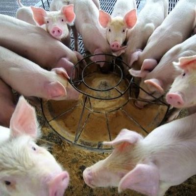 Η πρωτεϊνική σκόνη πλάσματος παπιών είναι ένας νέος τύπος της πρόσθετης ουσίας τροφών που αυξάνεται τα τελευταία χρόνια, ο οποίος αναγνωρίζεται ως υψηλός - ποιότητα