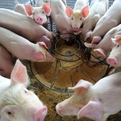 Ξηρός κόκκος σκονών αιμογλοβίνης πρόσθετων ουσιών ζωοτροφών σκονών 25kg/Bag